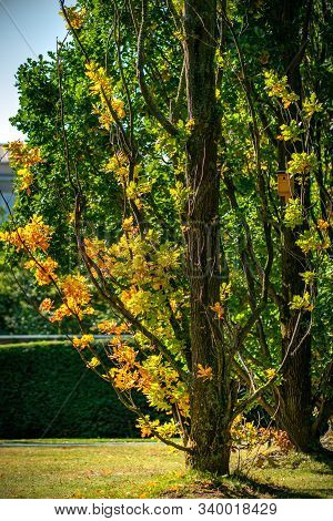 Beautiful Orange Coloured Leaves Of An Oak Tree In Bright Sunshine On A Sunny Autun Day