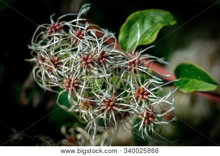 Close Up Of Fragile Seed Capsules Of Clematis In Autumn