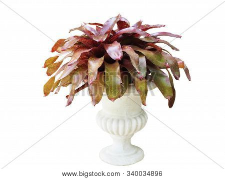 Pineapple Tree In White Pots On White Background