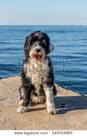 Portrait Of A Wavy Coat Portuguese Water Dog Sitting On A Pier Panting On A Hot Day At The Ocean In 