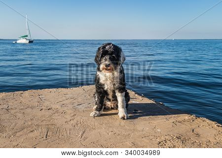 Black And White Portuguese Water Dog Sitting On A Pier At The Ocean With A Sailboat In The Backgroun