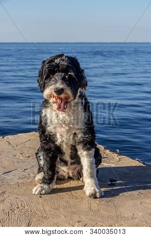 Black And White Portuguese Water Dog Sitting On A Pier At The Ocean In Key Largo,florida On A Hot Da