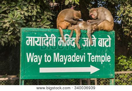 Monkey On A Tourist Sign Looking For Fleas In Lumbini, Nepal
