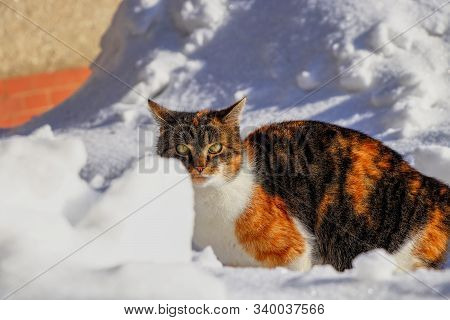 Dangerous Predator Walks Behind Wall Of Snow In Winter Times. Head Of Kitten With Green Eyes Runs An