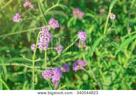 Beautiful Verbena Bonariensis Flowers Or Science Name ( Verbena Hybrida) On Blurred Background In Ga
