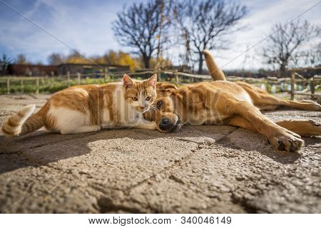 Dog And Cat Play Together. Cat And Dog Lying Outside In The Yard. Kitten Sucks Dog Breast Milk. Dog 
