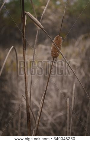 Stem Of Broadleaf Cattail (typha Latifolia). View Of The Plant From The Boat Towards The Shore. Earl