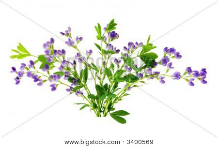 Baptisia gruppe