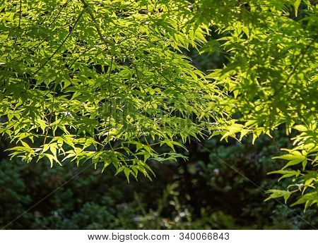 Bright Green Japaneese Maple Leaves Branching Out