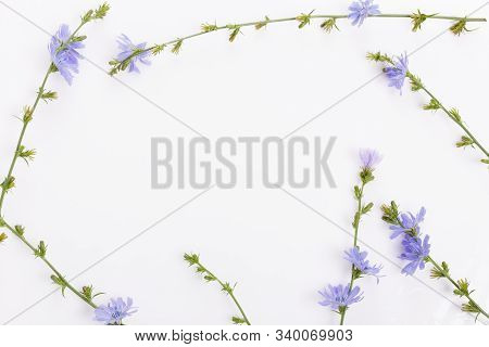 Cichorium Intybus - Common Chicory Flowers Isolated On The White Background