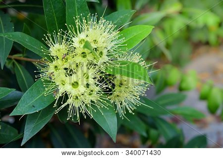 Golden Penda Flower With Bee On Tree,the Scientific Name 
