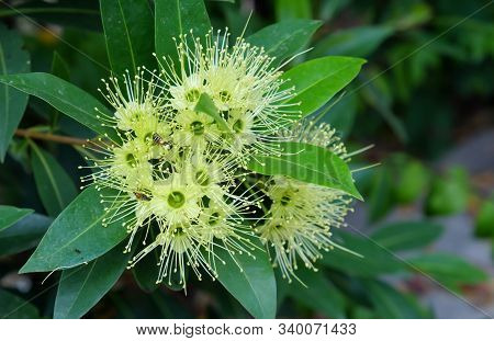 Golden Penda Flower With Bee On Tree,the Scientific Name 