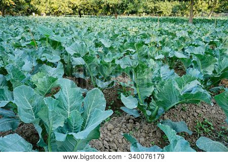 Cauli Flower, Brassica Oleracea, Being Cultivated In An Agriculture Field. View Of Green Farming Of 