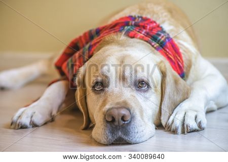 Cute White Labrador Retriever Dog Is Lying On The Floor At Home