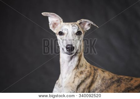 Portrait Light Tiger Very Beautiful Fawn Dog Whippet Breed On A Gray Background