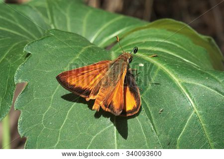 505 Skimmer Moth

Moths Are A Polyphyletic Group Of Insects That Includes All Members Of The Order L