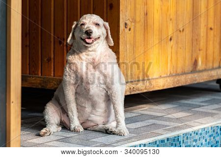 Overweight Outbred Happy Dog Smiling Sitting On The Floor Thailand