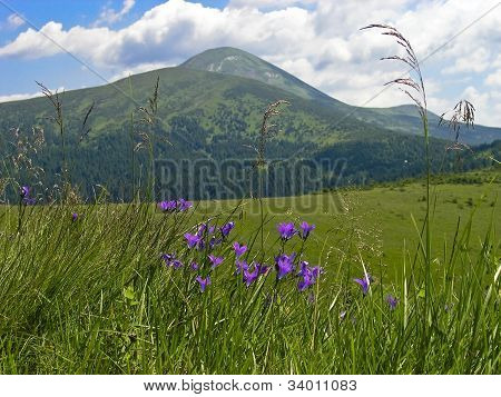 Lilla blomster i græsset på baggrund af bjerge og skyer