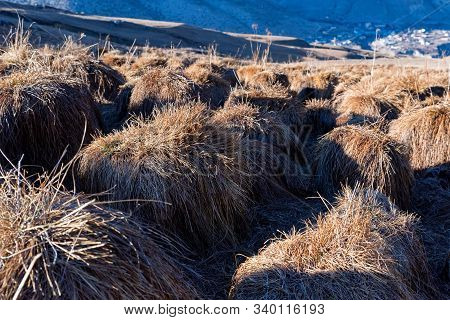 View Of Tussock Field With Hillocks In Autumn
