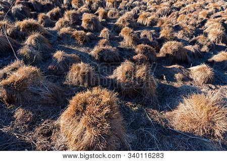 View Of Tussock Field With Hillocks In Autumn