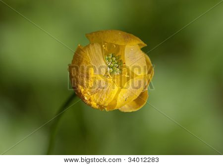 Globeflower Close Up
