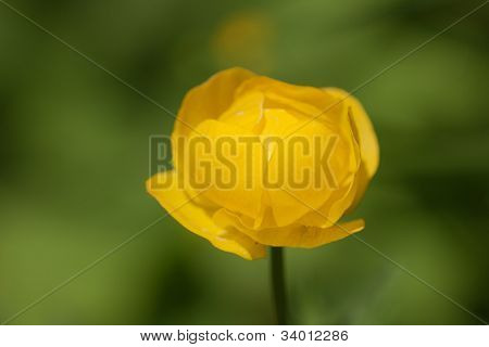Globeflower In The Wood