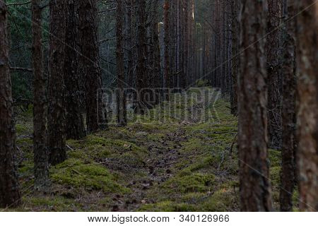 Pine Forest Hidden Path In Green Moss