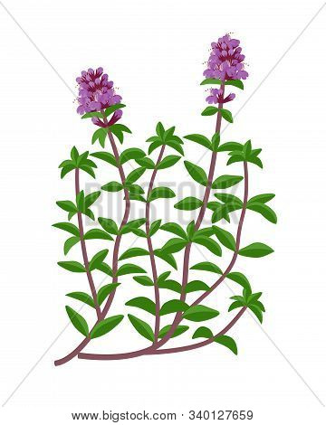 Thymus Serpyllum Healing Flower Vector Medical Illustration Isolated On White Background In Flat Des