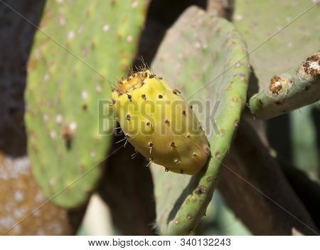 Yellow-green Opuntia Ficus-indica (prickly Pear) Cactus Fruit