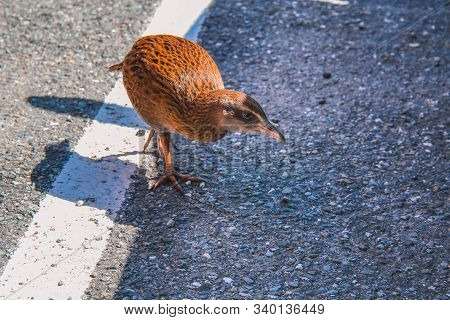 Curious Western Weka On The South Island Of New Zealand