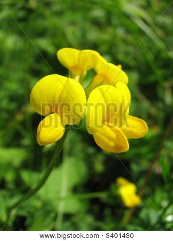 Lotus Corniculatus