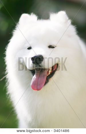 Samojed bílá
