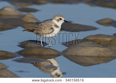A Snowy Plover, Charadrius Nivosus On An Offshore Mudflat In Florida
