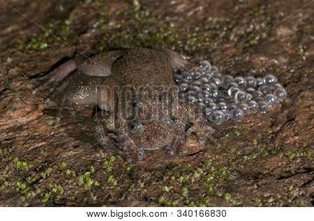 Nyctibatrachus Species In Amplexes Seen At Matheran In Maharashtra, India