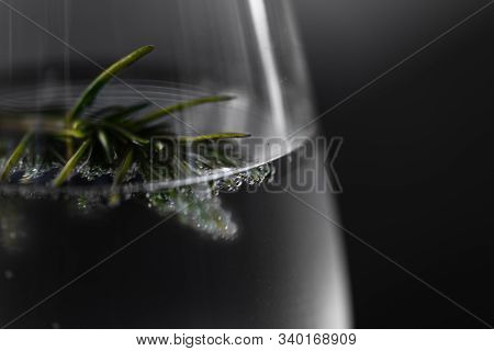 Closeup Of A Wine Glass With Ice Cold Gin Tonic With A Twig Of Rosemary For The Flavor, Isolated Bef