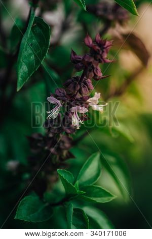 Closeup Macro Shot Of The Blossom And The Leaves Of A Herbal Basil Plant, View From Top Down, High A
