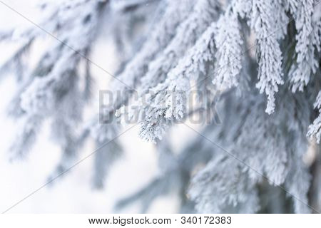 Christmas Tree With Snow Outdoor, Frozen Branch Of Spruce With Snow, Colden Winter Day.