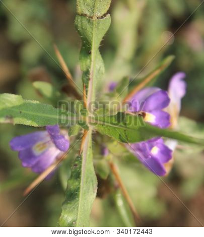Flowers ,leaves, Throne, Stem Of Hygrophila Auriculata Is A Herbaceous, Medicinal Plant In The Acant
