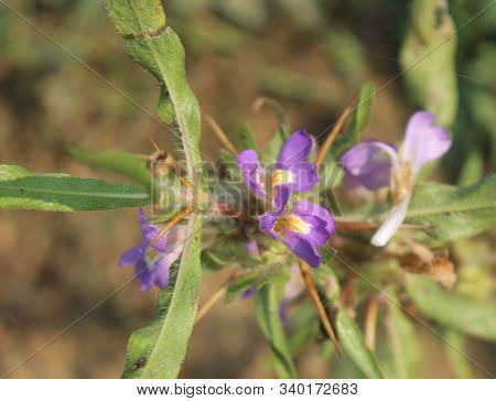 Flowers ,leaves, Throne, Stem Of Hygrophila Auriculata Is A Herbaceous, Medicinal Plant In The Acant
