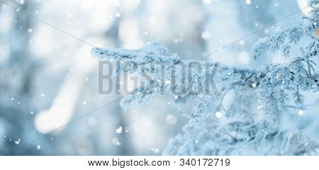 Christmas Tree With Snow Outdoor, Frozen Branch Of Spruce With Snow, Colden Winter Day.