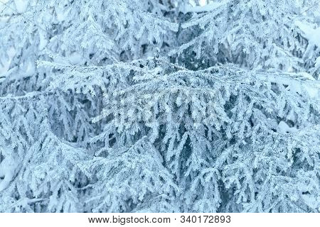 Christmas Tree With Snow Outdoor, Frozen Branch Of Spruce With Snow, Colden Winter Day.