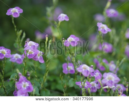 Pink Violet Flower Zimbabwe Creeper, Pink Trumpet Vine, Trumpet Vine Name Happiness Is A Semi-shrub