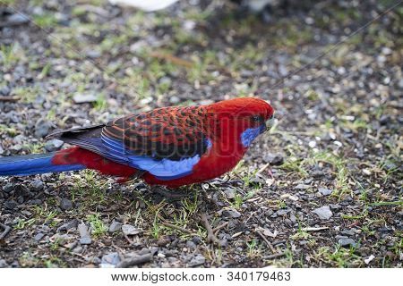 Close-up Of Friendly And Cute Colorful Parrot, Australia