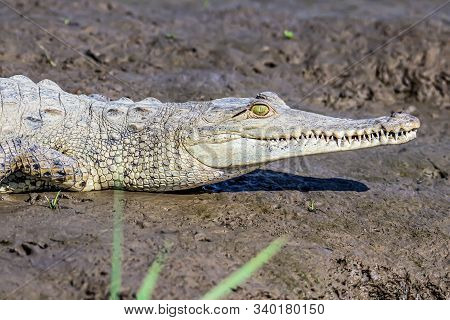 Caiman Crocodile Resting At The Riverbank Of The Sierpe Mangrove National Park In Costa Rica Wildlif