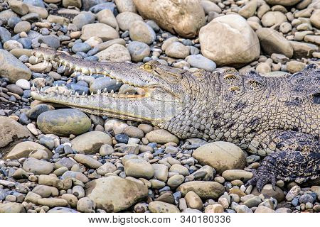Caiman Crocodile Resting At The Riverbank Of The Sierpe Mangrove National Park In Costa Rica Wildlif