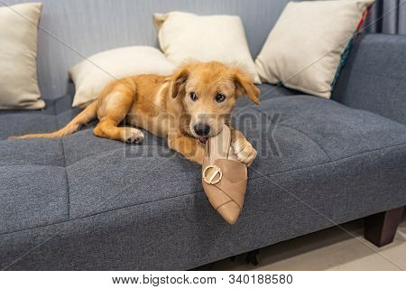 Dodgy Golden Retriever Puppy Biting A Shoe At Home