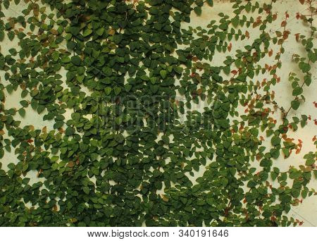 Plant With A Growth Habit Of Trailing Or Scandent (that Is, Climbing) Stems, Lianas Or Runners Wall 