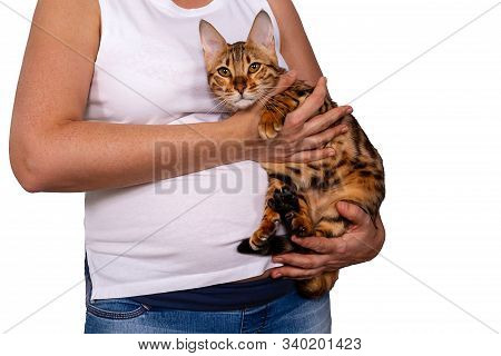 Pregnant Middle Age Woman In Jeans And White T-shirt Holding Amazing Cute Bengal Cat. Risk Of Infect