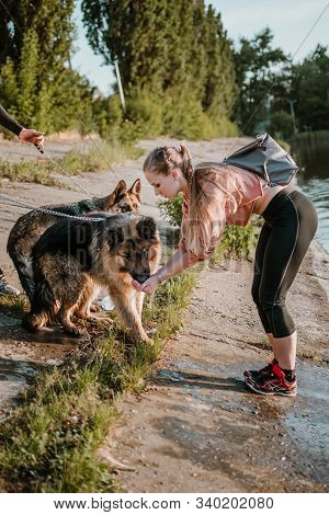 Dog Drinking From Owner Palms. Young Sports Happy Woman Plays With German Shepherd Dog Near Lake. Au