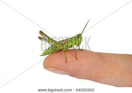 Amigo verde